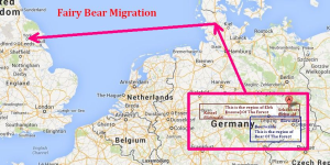 Fairy-Bear-migration