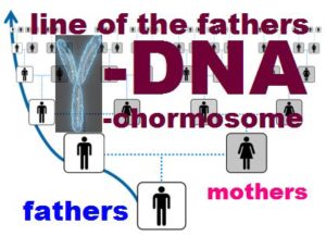 line-of-fathers-y-dna-chromosome